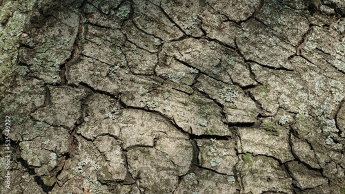 texture of old dry tree bark