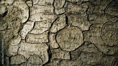 texture of old dry tree bark