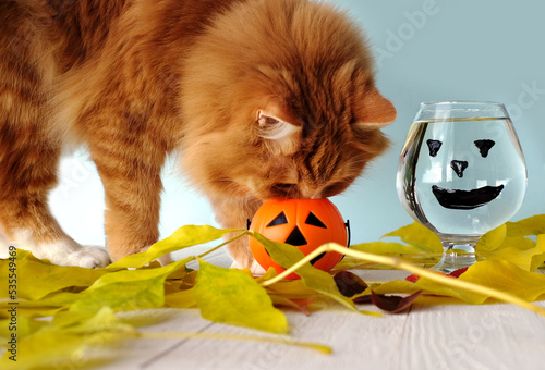 Curious ginger cat and lantern pumkin, glass of water for cat and autumn yellow leaves photo