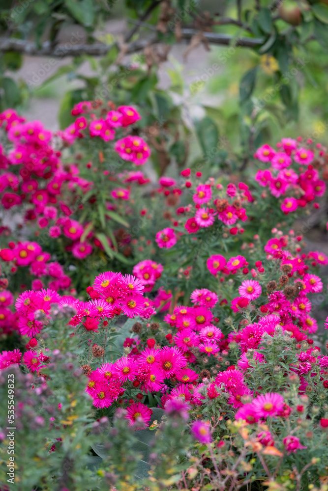 Bright pink aster flowers growing in a garden in Wimpole, Cambridgeshire, UK in autumn. Bright pink aster flowers growing in a garden in Wimpole, Cambridgeshire, UK in autumn.