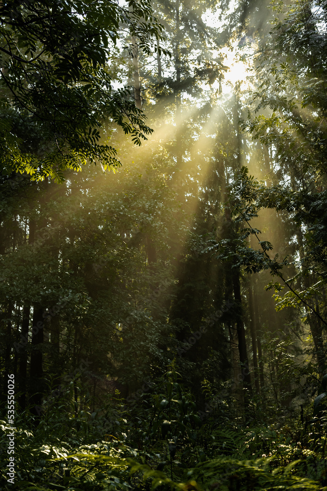 Obraz premium sunny morning rays in a foggy autumn forest