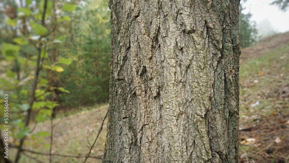 tree bark texture cut