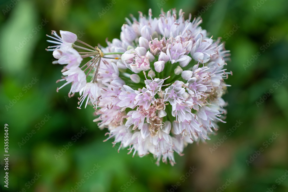 Onion inflorescence on a blurred green background, top view. Composition from blooming onion for publication, poster, calendar, post, screensaver, wallpaper, postcard, banner, cover, website Onion inflorescence on a blurred green background, top view. Composition from blooming onion for publication, poster, calendar, post, screensaver, wallpaper, postcard, banner, cover, website