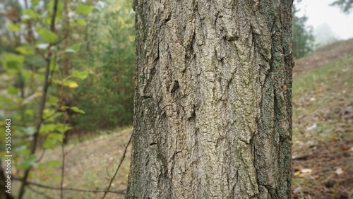 tree bark texture cut