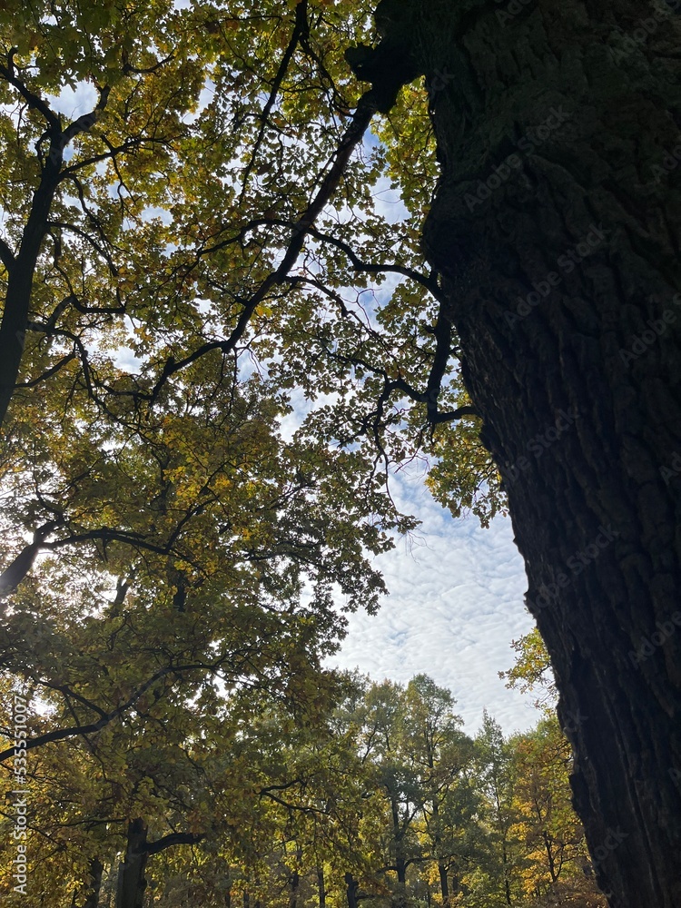 yellow leaves on the tree branches, golden fall in the park