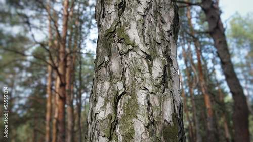 Fototapeta Naklejka Na Ścianę i Meble -  texture of tree trunk tree bark brown