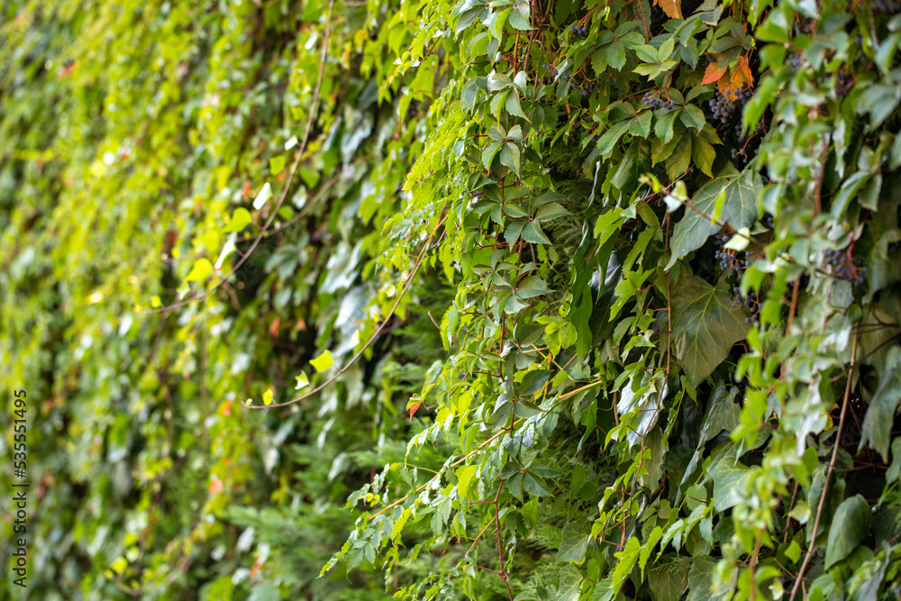 Green leaves pattern background, Natural background and wallpaper Green leaves pattern background, Natural background and wallpaper