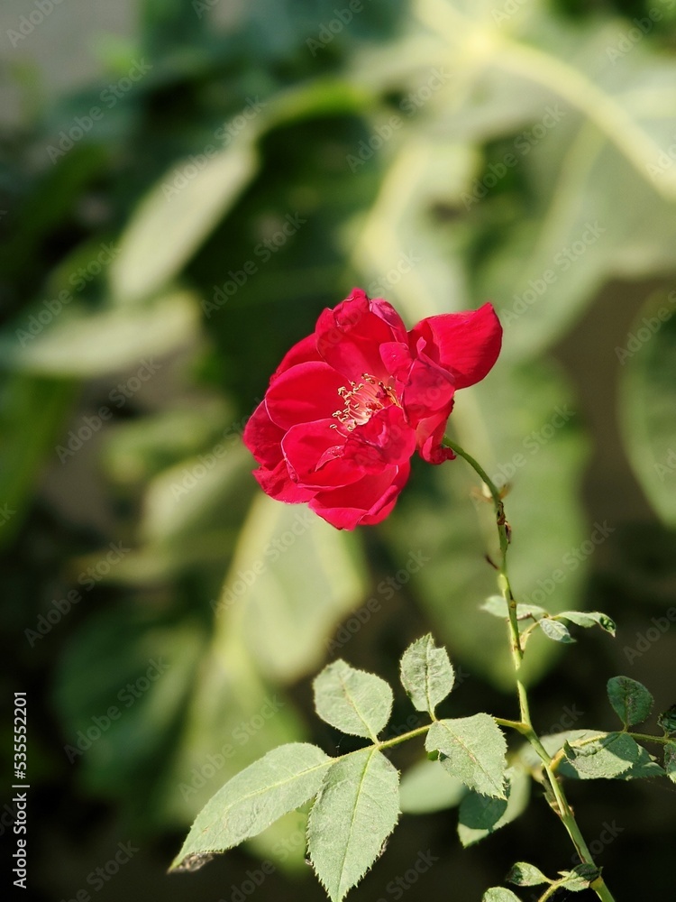 red rose flower