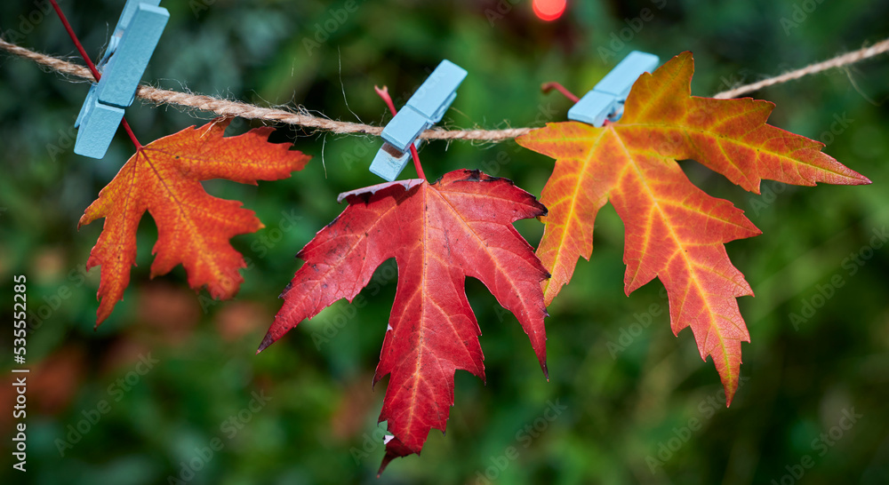 Close up of colorful autumn leaves attached to a string with clothespins. Close up of colorful autumn leaves attached to a string with clothespins.