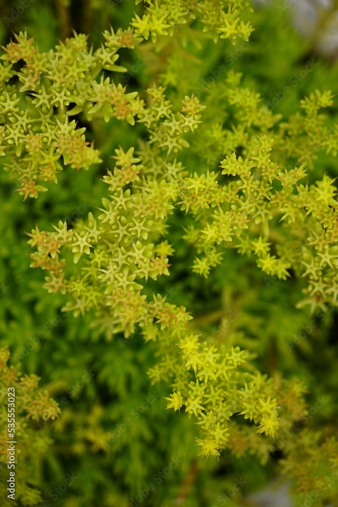Background flowers of Sedum sexangulare blooming Background flowers of Sedum sexangulare blooming