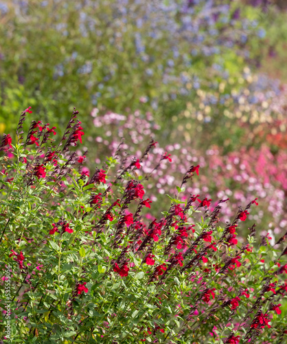 Flower bed filled with colourful salvia flowers, photographed in autumn in the garden at Wimpole Hall, Cambridgeshire, UK.