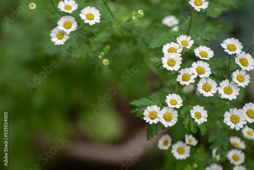 ナツシロギクの花が初夏の庭に映える