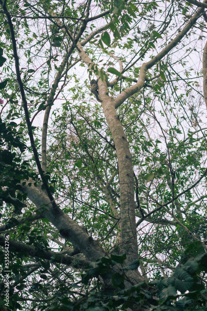 trees in the forest trees in the forest