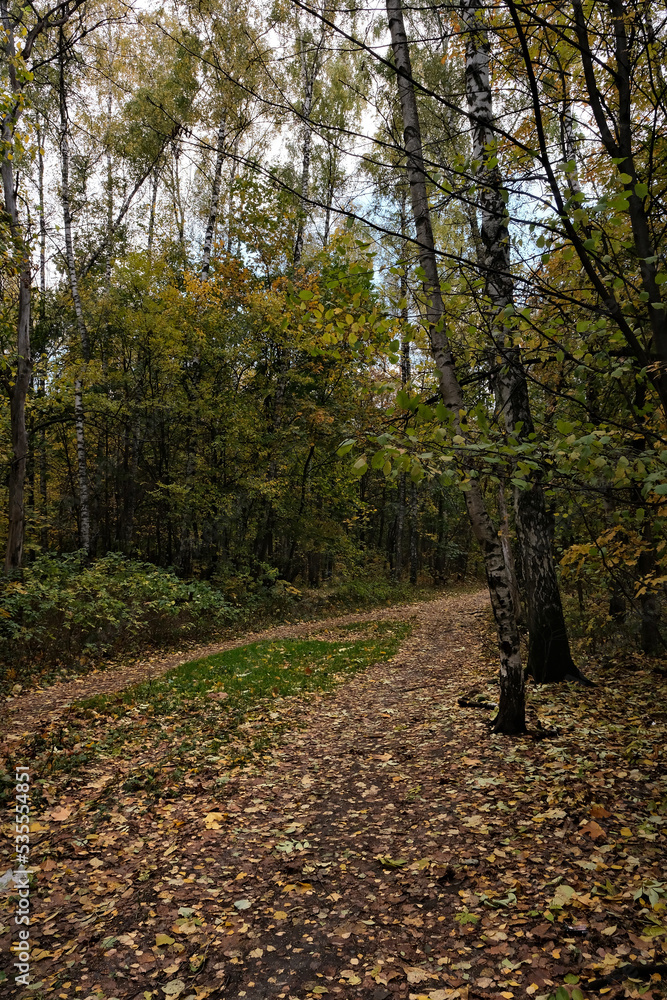 Fototapeta premium AUTUMN FOREST IN OCTOBER IN RUSSIA
