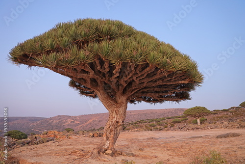 Dragon tree - Dracaena cinnabari - Dragon's blood - endemic tree from Socotra, Yemen