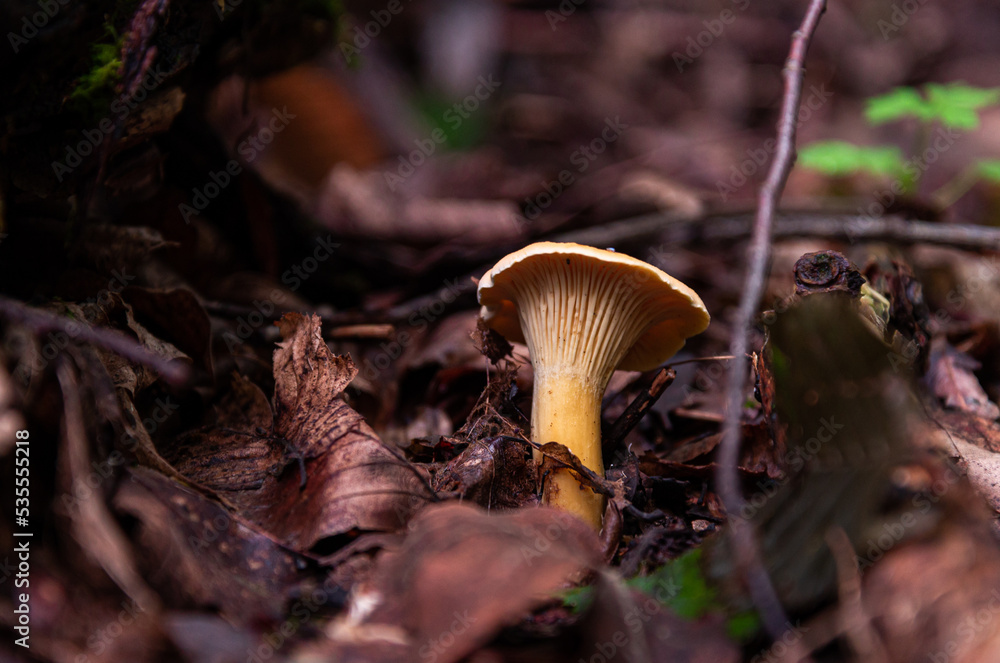 golden chanterelles Cantharellus cibarius gathering in forest in October golden chanterelles Cantharellus cibarius gathering in forest in October