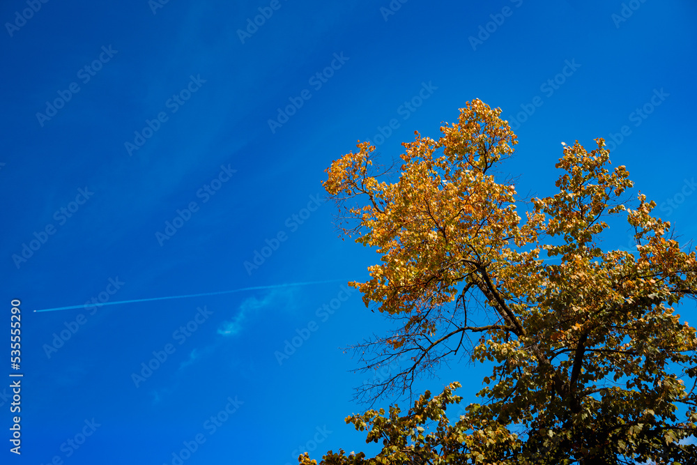 Fototapeta premium Autumn treetop against blue sky. Seasonal background with copy space.