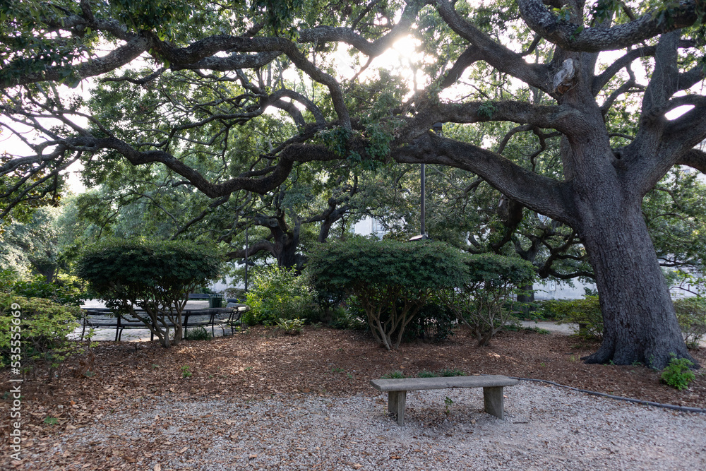 Old Tree and Shaded Bench at Congo Square in Treme of New Orleans Old Tree and Shaded Bench at Congo Square in Treme of New Orleans