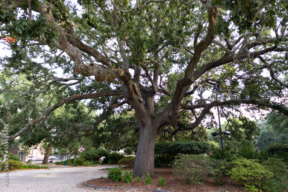 Big Old Tree at Congo Square in Treme of New Orleans Big Old Tree at Congo Square in Treme of New Orleans