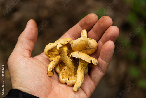 golden chanterelles Cantharellus cibarius gathering in forest in October