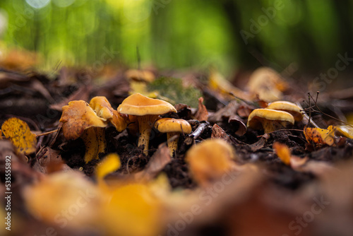 golden chanterelles Cantharellus cibarius gathering in forest in October