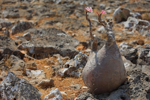Bottle tree - adenium obesum - endemic tree of Socotra Island, Yemen