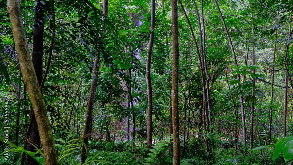 Fresh green forest with natural water flow Fresh green forest with natural water flow
