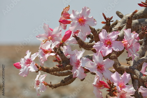 Bottle tree in bloom - adenium obesum - endemic tree of Socotra Island
