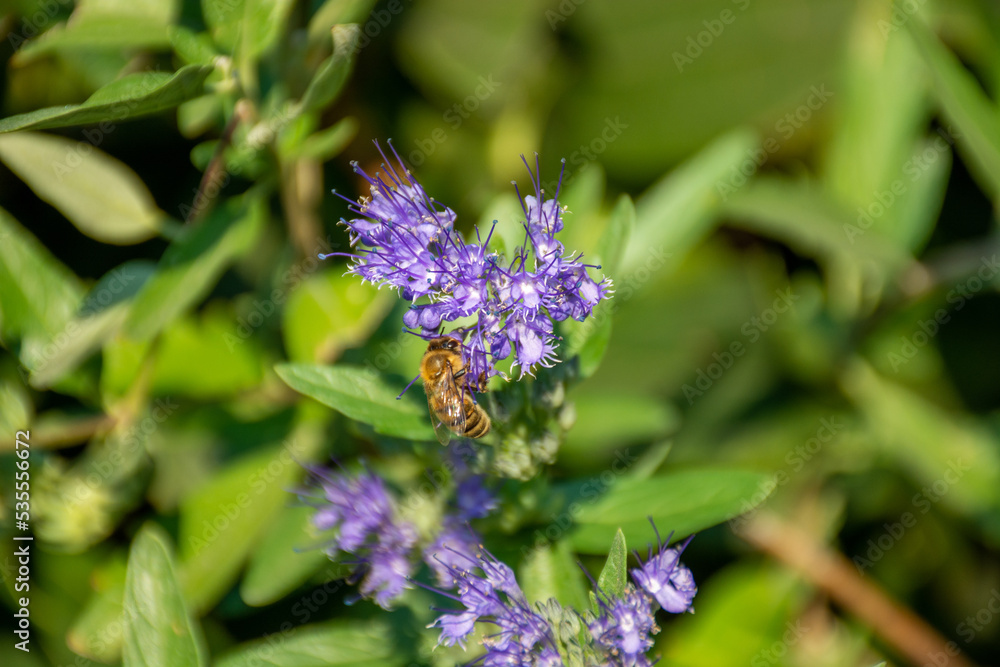 Honeybee pollinating the purple phacelia flowers in a garden Honeybee pollinating the purple phacelia flowers in a garden