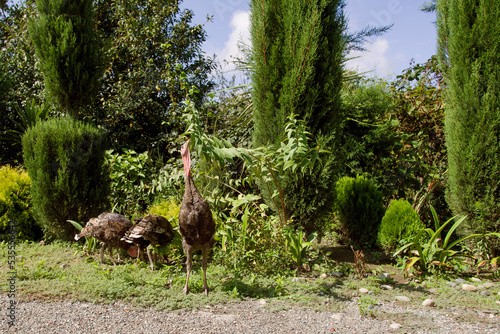 Flock of domesticated turkeys graze on a green backyard in the countryside on a summer sunny day. Farming.