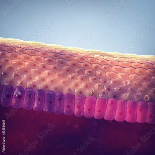 Human skin structure. The skin is the largest organ of the body. The epidermis acts as protective barrier against pathogens and plays a key role in immune system's response photo