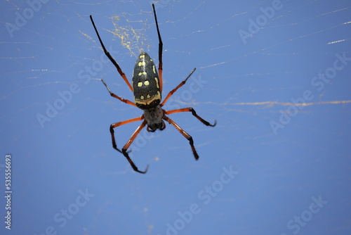 Wasp spider (Agriope) - Socotra island, Yemen photo