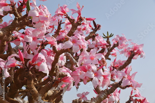 Bottle tree in bloom - adenium obesum - endemic tree of Socotra Island photo