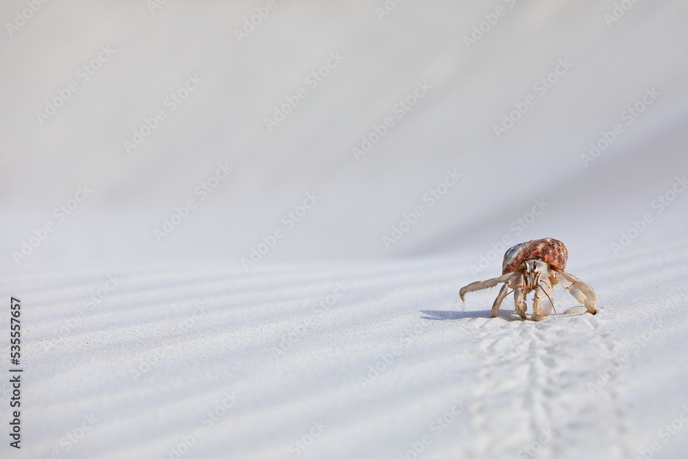 Hermit crab carry a shell crawling on the white coral sand – Socotra island Hermit crab carry a shell crawling on the white coral sand – Socotra island