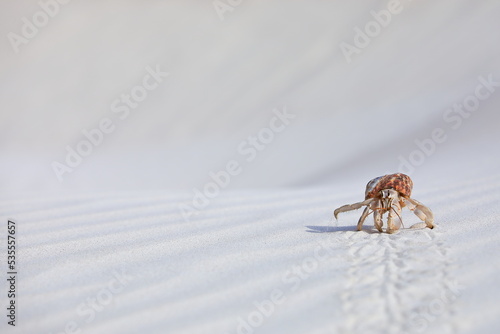 Hermit crab carry a shell crawling on the white coral sand – Socotra island