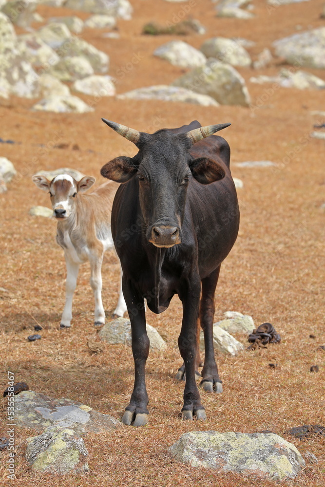 Dwarf cow with a calf, Socotra Island, Yemen Dwarf cow with a calf, Socotra Island, Yemen