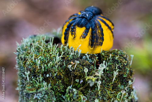 Spider on a stump photo