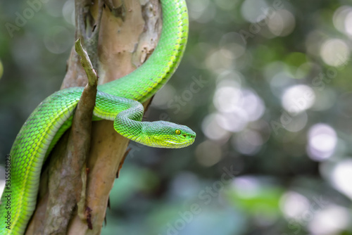 Close up photo of a Green Pit viper (Trimeresurus macrops) or white-lipped pit viper or white-lipped tree viper, is a venomous pit viper species endemic to Southeast Asia. photo