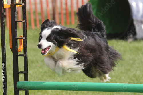 Border Collie doing high jump in dog agility demonstration at fall fair in fall sun