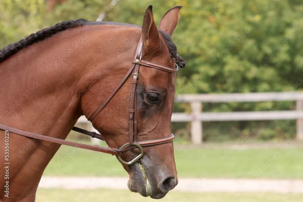Arabian in horse show ring in autumn colours Arabian in horse show ring in autumn colours