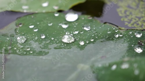 The Raindrops Rolling on The Lotus Leaf in The Pond, Slow Motion