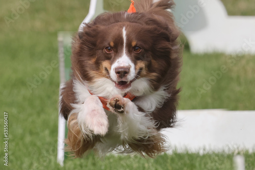 Australian shepherd in jumping course of dog agility display at a fall far on a fall afternoon © Janet