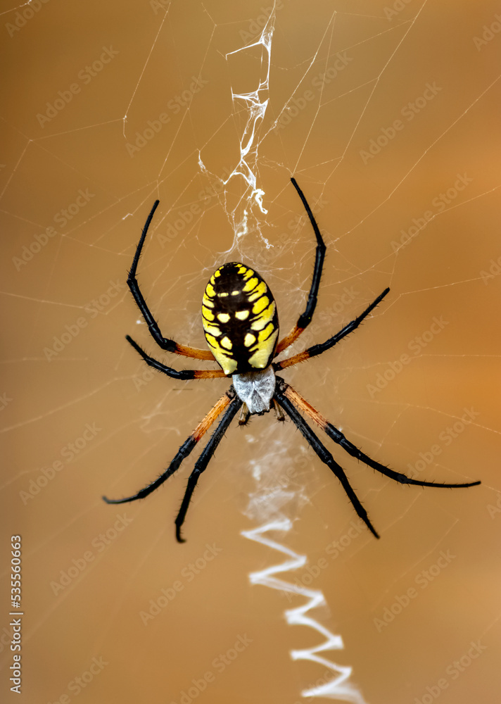 Yellow Garden Spider Waiting on Web Yellow Garden Spider Waiting on Web