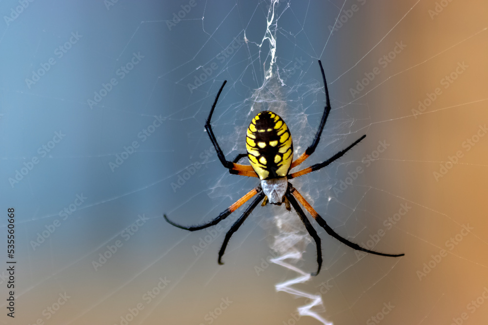 Obraz premium Yellow Garden Spider Waiting on Web
