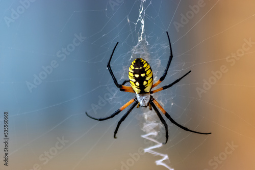 Yellow Garden Spider Waiting on Web photo