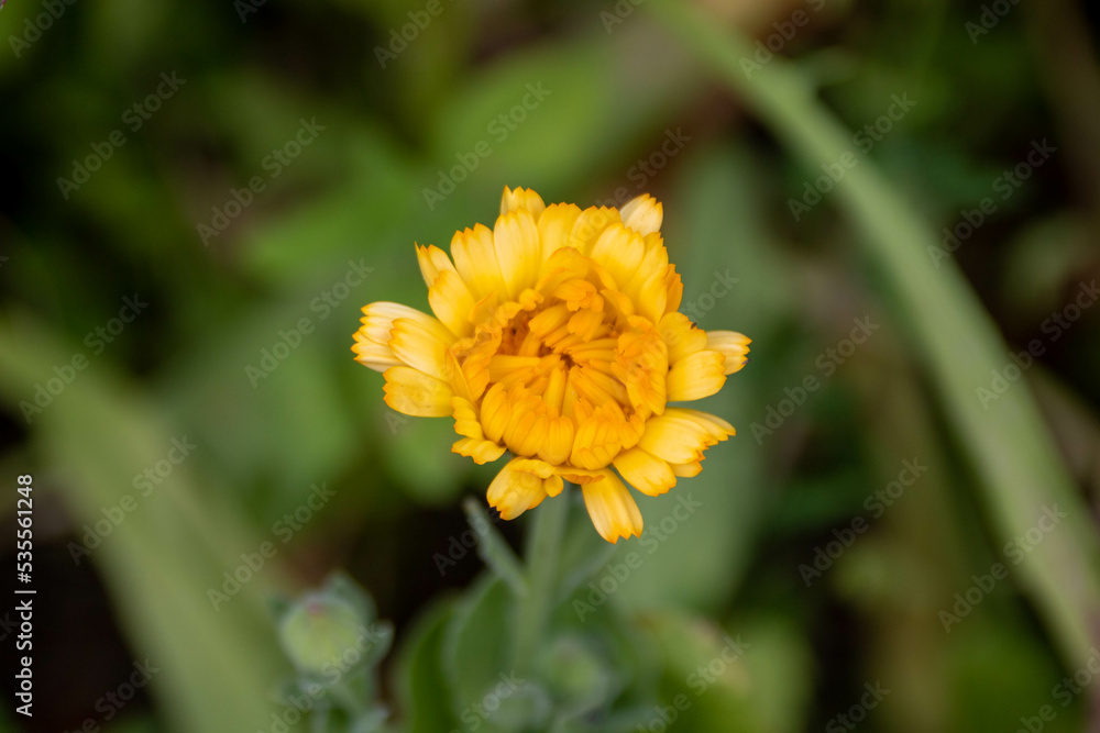 Fototapeta premium bright orange flower of calendula officinalis the pot marigold