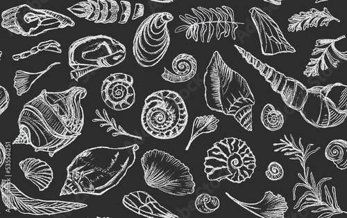Isolated white chalk contour seashells and plants Seamless pattern Hand drawn ocean shell or conch mollusk scallop Sea underwater animal fossil Nautical and aquarium, marine theme. Vector illustration