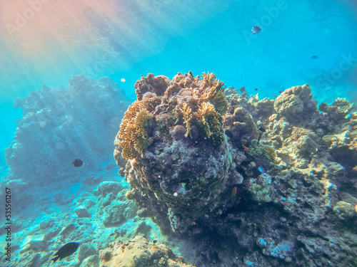 coral reef in Eilat