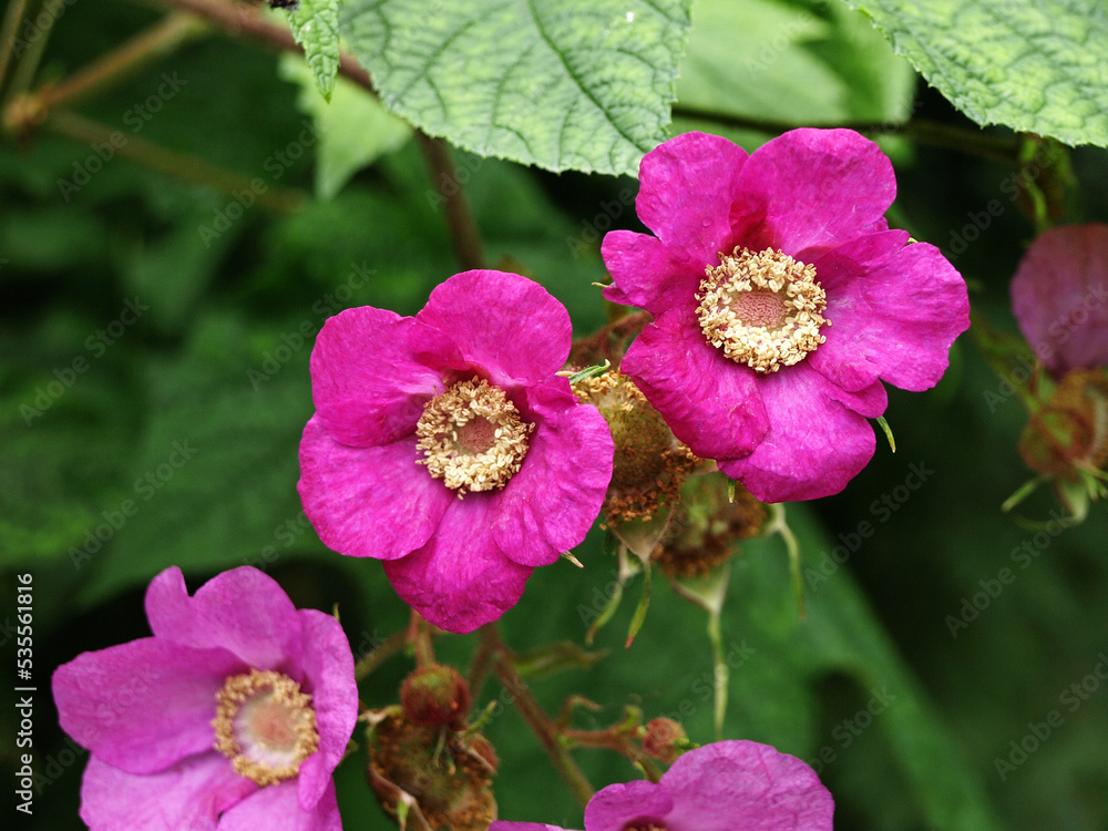 Fototapeta premium Pink flowers of fragrant raspberries, decorative garden shrub