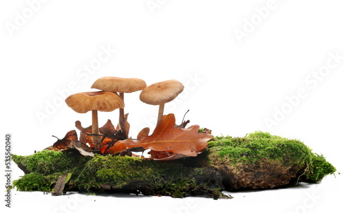 Green moss on stone and mushrooms, isolated on white  photo